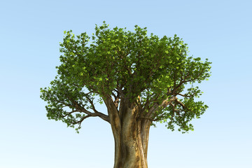 BIG TREE