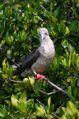 Fou à pieds rouges