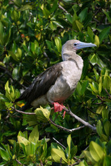 Fou à pieds rouges