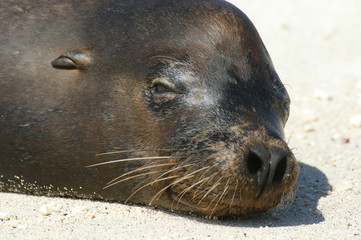 Obraz premium Otarie des Galapagos