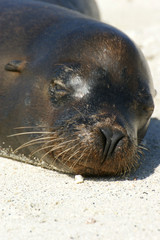 Obraz premium Otarie des Galapagos