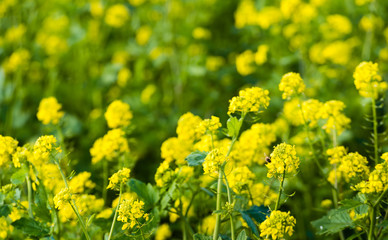 Yellow flowering Rapeseed with a bee from close