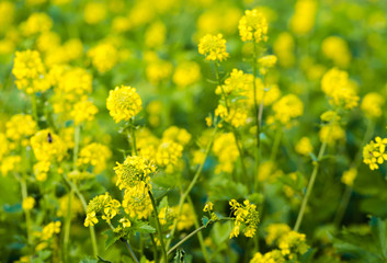 Yellow flowering Rapeseed from close