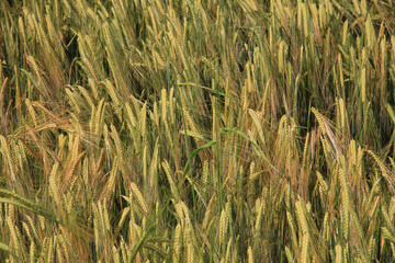 wheat field