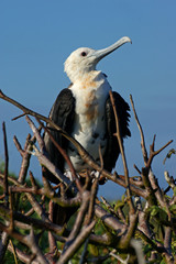 Frégate du Pacifique