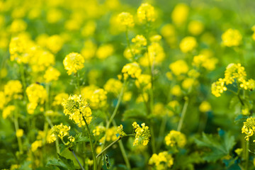 Yellow flowering Rapeseed from close