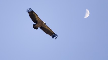 Vulture and moon
