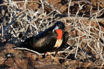 Frégate du Pacifique