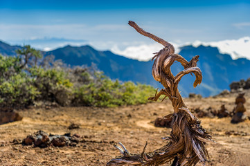 Old dry tree on volcanic mountains landscape
