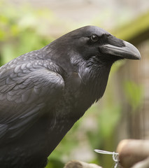 Fototapeta premium Raven