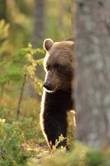 Brown bear in the forest