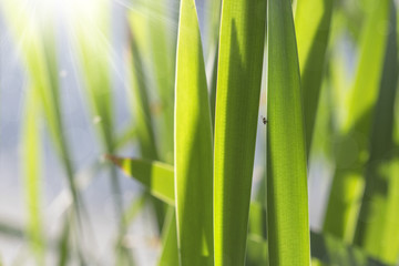 Fototapeta premium abstract natural background with a fly and reeds