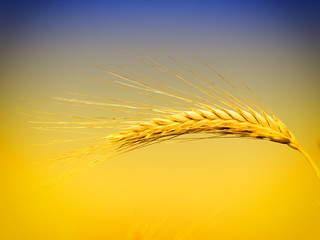 detail of one grain ear in wheat grain field