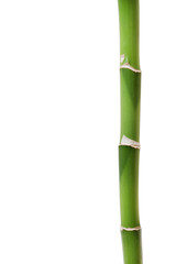 Fototapeta premium Bamboo isolated on white