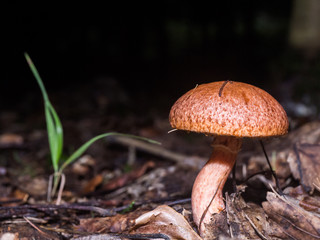 wild forrest mushroom