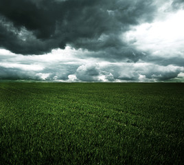 Storm dark clouds over field with grass - 70203549