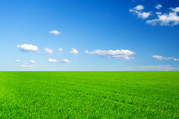 Obraz premium field of spring grass and beautiful sky