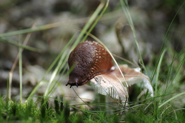 Obraz premium Arion rufus, Waldschnecke