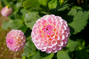 ダリアのクローズアップ