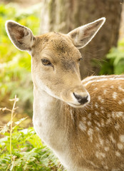 Fallow deer
