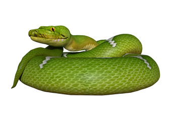 Green Python on White