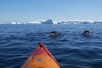 Poster Kajak en duikpinguïns (Antarctica) © alekseev