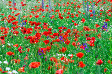 poppy flowers