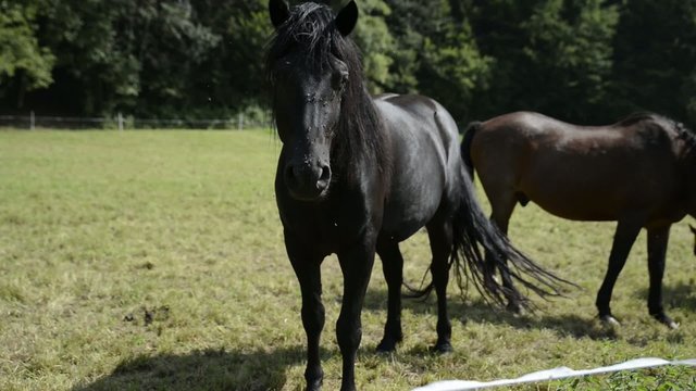 some horses in the meadow
