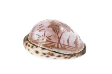 Engraved Conch shell isolated on white