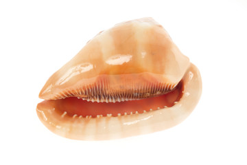 sea shell isolated on white