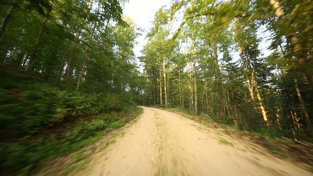 Fahrt im Wald