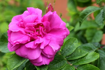 Dark pink rose