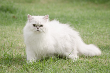 White persian cat walking