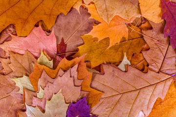 Colorful autumn leaves background