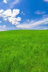 Fototapeta na wymiar Spring landscape, field and blue sky