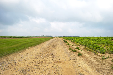 Dirt road through the countryside in summer