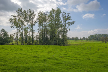 Fototapeta na wymiar Trees in a meadow in summer