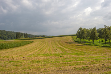 Fototapeta na wymiar Fruit trees and corn in a field in summer