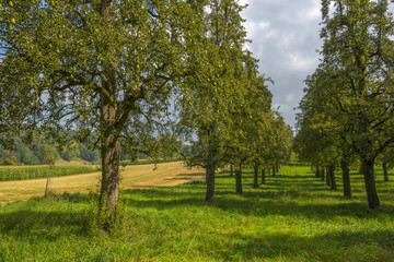 Fruit trees in a meadow in summer