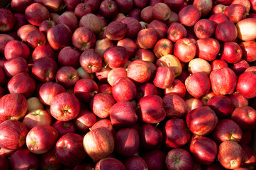 Rote Äpfel