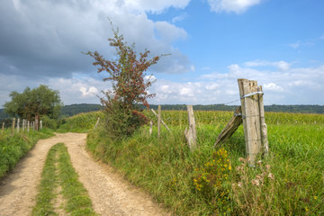 Path through a field in summer