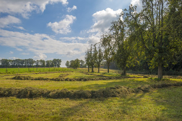 Fototapeta na wymiar Mowed grass in a meadow with trees