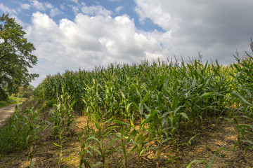 Corn growing on a field in summer