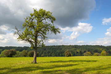 Fototapeta na wymiar Tree in a meadow in summer
