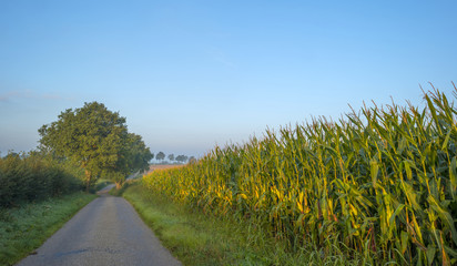 Corn growing on a field at sunrise