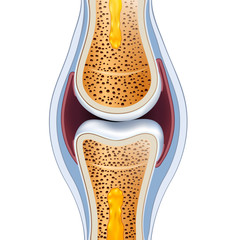 Normal synovial joint anatomy. Healthy joint detailed illustrati