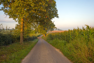 Fototapeta premium Corn growing on a field in summer at dawn