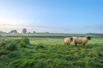 Sheep in a meadow at dawn in summer