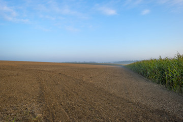 Fototapeta na wymiar Corn growing on a field in summer at dawn