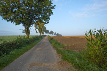 Trees along a road in summer at dawn